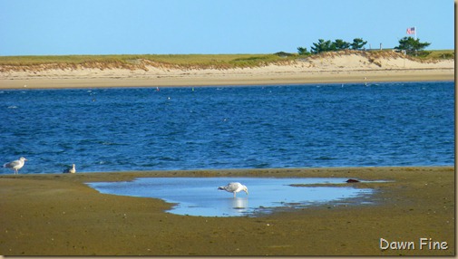 tern island birding_046