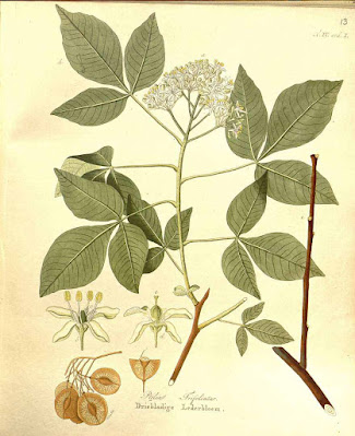 Птелея трёхлистная (Ptelea trifoliata)