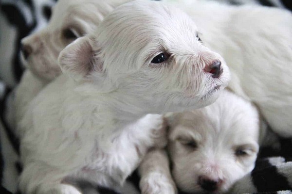 Teacup Newborn Maltese Puppies For Sale Under 500 Near Me