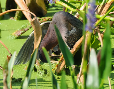 Green Heron (Butorides virescens)