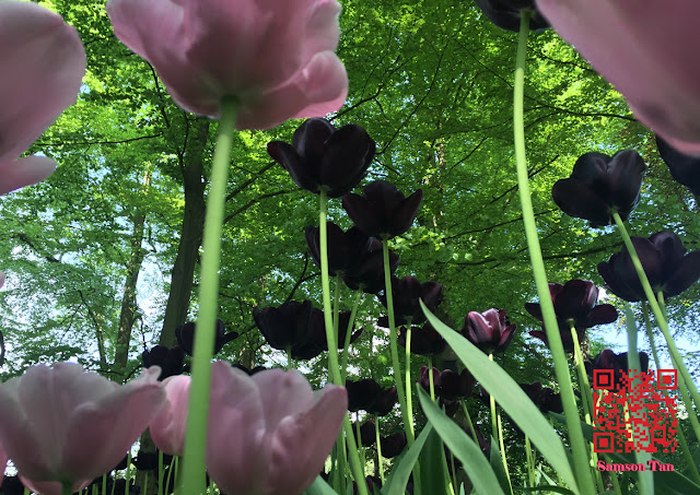 Tulip, Keukenhof