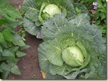 Cabbage Row