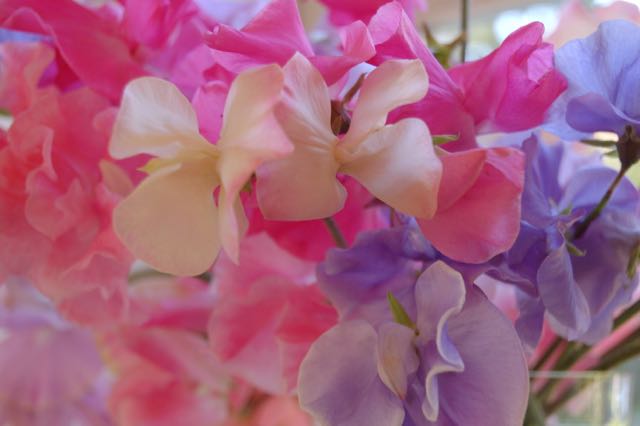 scented Lathyrus