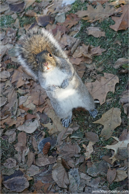 Ardilla en el Árbol de Navidad Oficial de Boston 2017