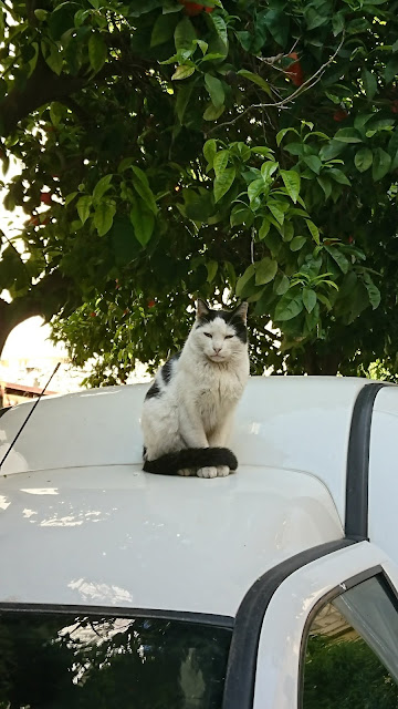 01-cat-on-the-car-athens-cats-in-greece-athens-santorini