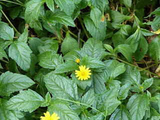 Sphagneticola trilobata - Gazon japonais - Singapore daisy - Patte à canard - Herbe soleil