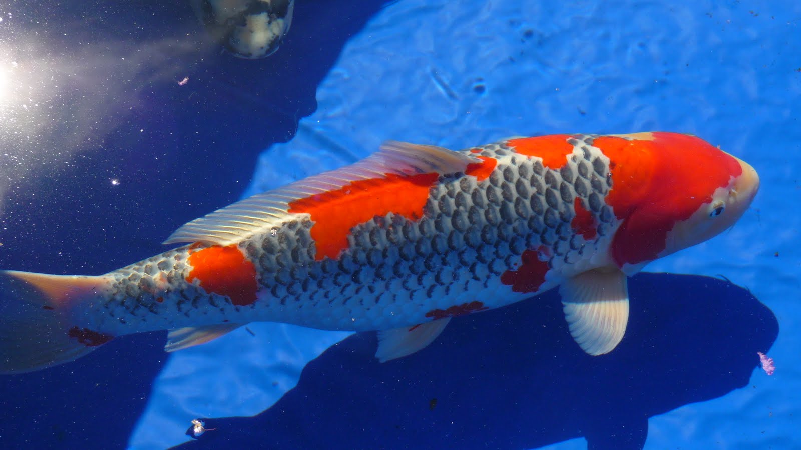 Living with Koi: 2010 ZNA Potomac Koi Show