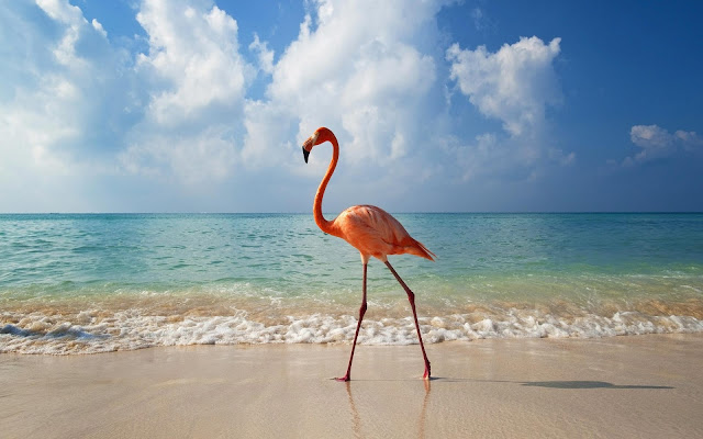 Flamingo Birds Wallpapers