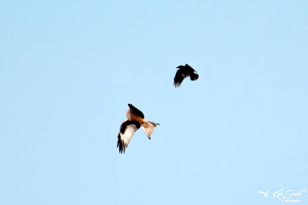 Red kite mobbed by crow