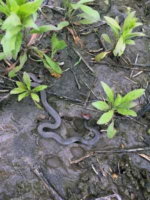 A small, grey-black snake with a tihn yellow ring around its neck and a hint of bright-red showing on its tail underside, squiggled across muddy, weedy ground.