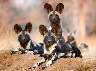 African Wild Dog Facts: Diet, Behavior, Habitat & Pictures