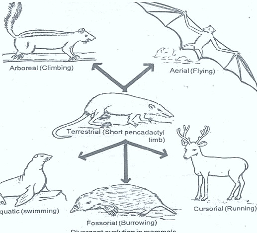 divergent-evolution