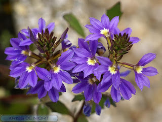 Scaevola émule - Scaevola aemula