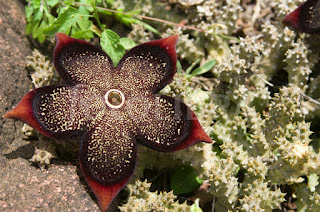 Socotra Flower