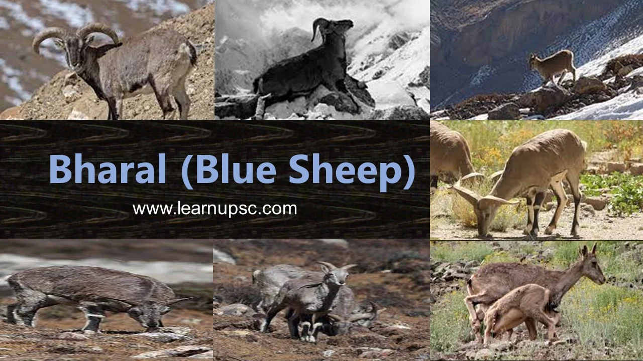 Bharal (Blue Sheep)