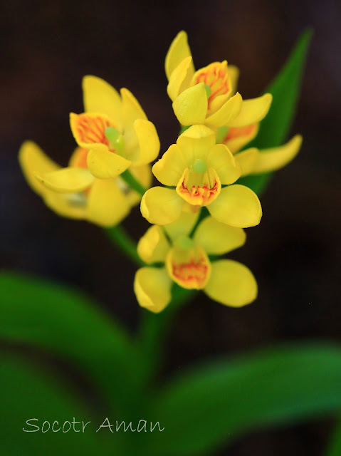 Cephalanthera falcata