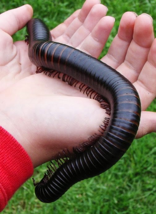 Giant African Millipede (Spesies Kaki Seribu Terbesar)