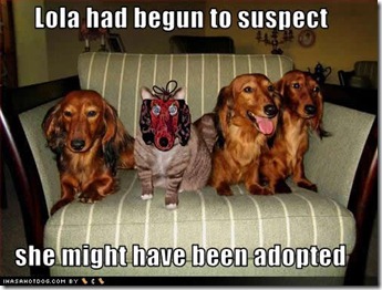 funny-dog-pictures-suspect-adopted