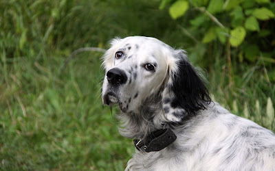 setter breeds