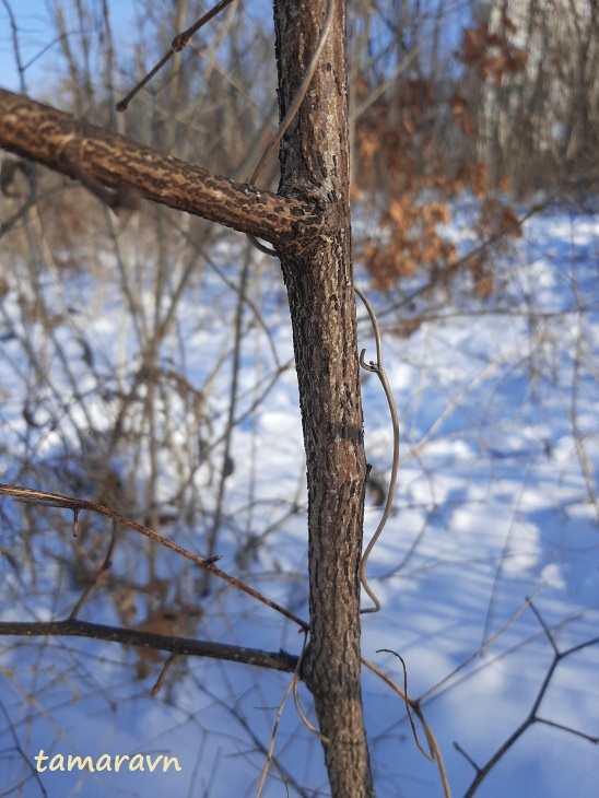 Лещина разнолистная / Орешник разнолистный (Corylus heterophylla)