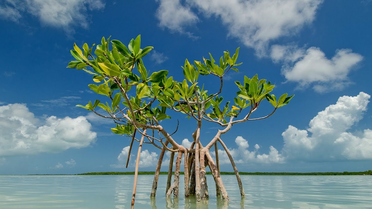 Mangrove Trees Florida