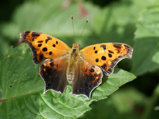 Polygonia interrogationis - Polygone point d'interrogation