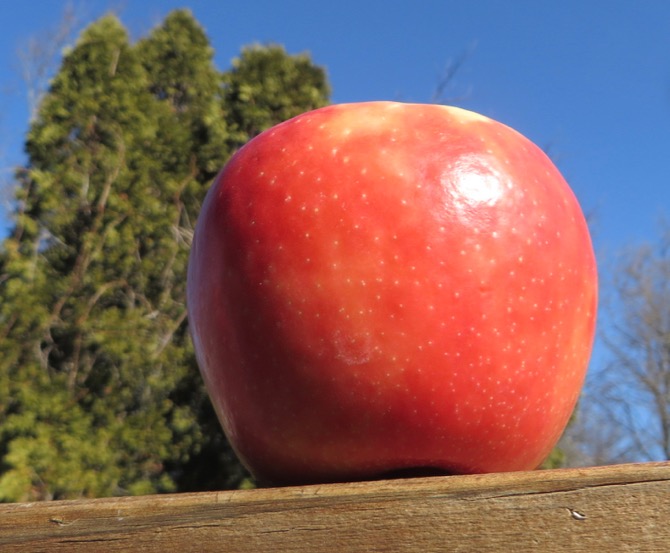 Honeycrisp regnant