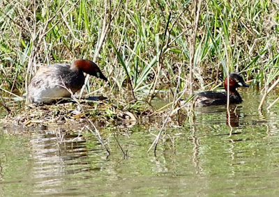 Little Grebe