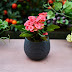 Make Gardening Easier with Garden Pots