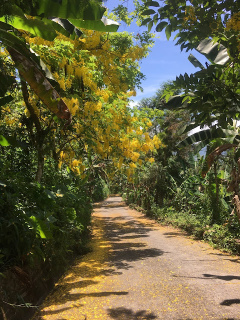 road to Fenghuang Waterfall 鳳凰瀑布風景區, Hualien, Taiwan