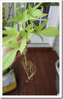 Potato vine clipping  (683x1024)