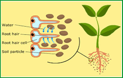 Jika sobat mencabut akar tumbuhan atau flora  Fungsi Rambut Akar Tumbuhan dalam Proses Penyerapan Air dan Hara Tanah