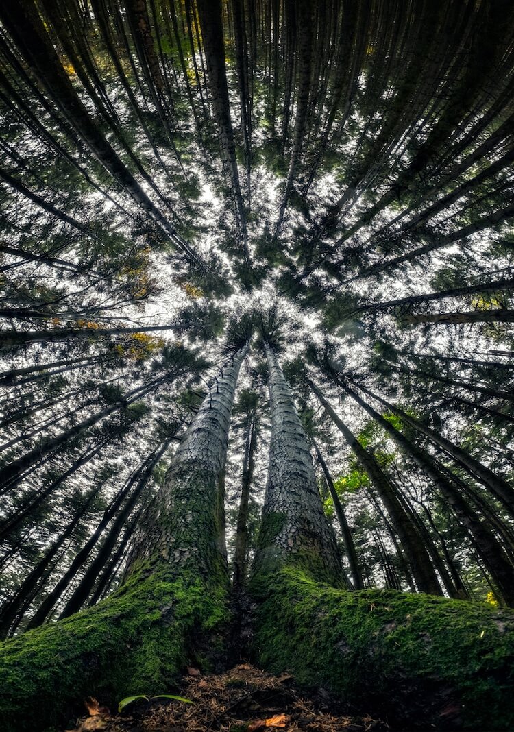 Awe-Inspiring Photographs Depict The Stunning Beauty Of The Forest From The Bottom Looking Up