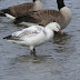 MA - Snow Goose and a good selection of other waterfowl