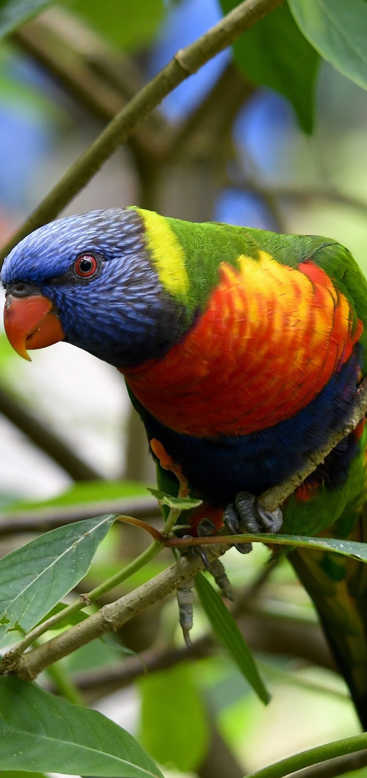 A colorful rainbow lorikeet.