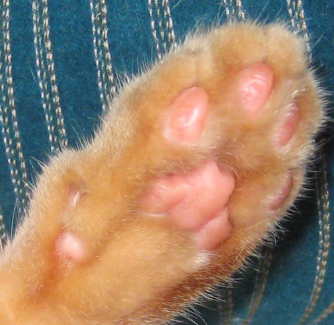 Holistic Regimen for Pododermatitis or Pillow foot in Cats
