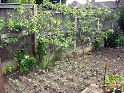 Short rows of kohl rabi seedlings in a garden with espalier fruit trees