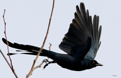 “The Ashy Drongo (Dicrurus leucophaeus) is a sleek, medium-sized bird with mostly black plumage that is distinguished by its forked tail and white vent feathers. This Ashy Drongo, taking off from winter ravaged mulberry tree branch."