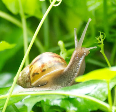 snail sp