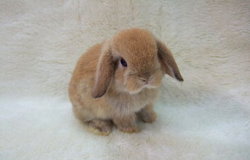 cute little bunny