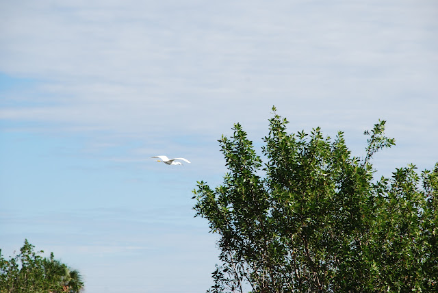 Everglades National Park's Ten Thousand Islands