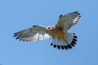 cernicalo-primilla-falco-naumanni-macho-en-vuelo-