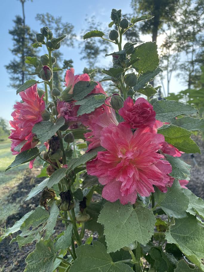 gardening-flowers-hollyhocks-summer-blooms