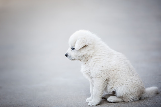 Cuidados para perros recién nacidos