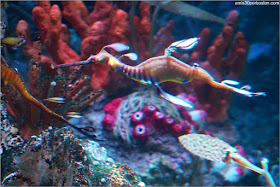 Dragón de Mar Común en el Acuario de Boston