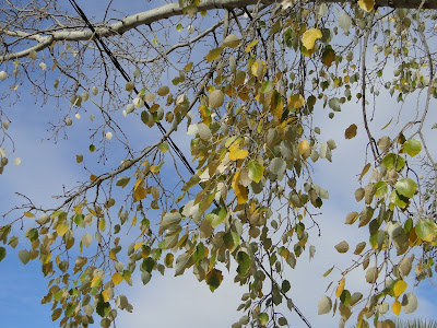 Photos autumn season from morocco