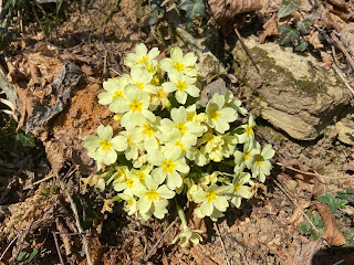 [Primulaceae] Primula vulgaris