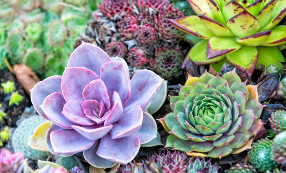 Fioriere Con Piante Grasse Decorate Con Cusci Di Frutti Di ...