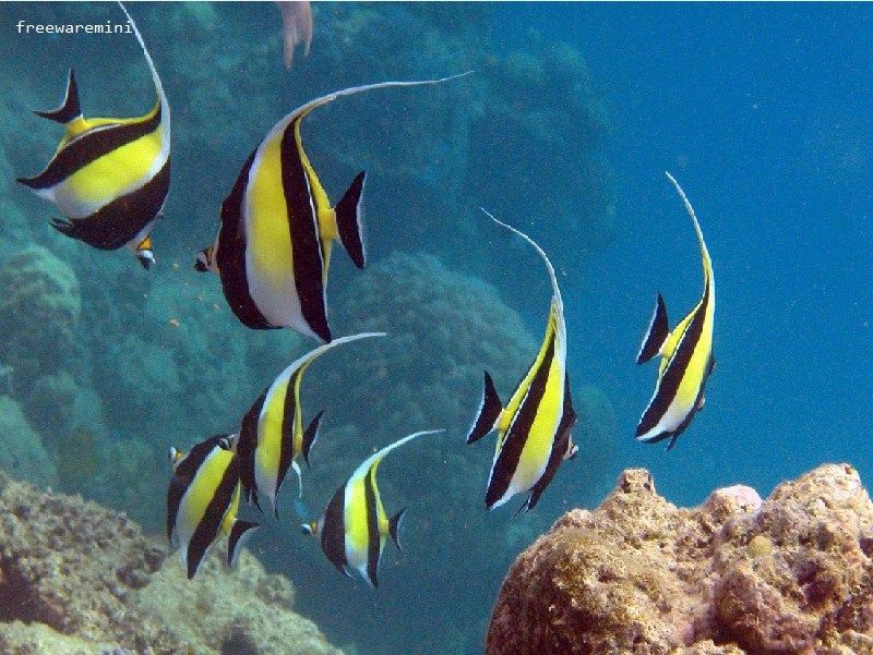 Ikan Hias Aquarium Terindah Di Dunia