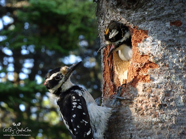 Hairy Woodpeckers